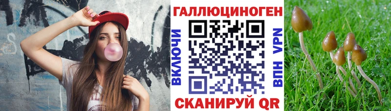 Купить где Курчатов Псилоцибиновые грибы Cubensis